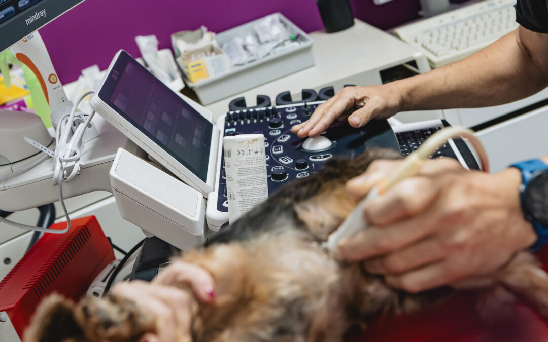 Diferencia entre radiografía, ecografía y TAC en veterinaria