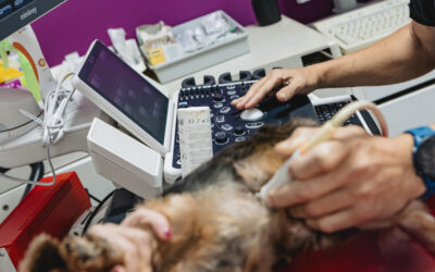 Diferencia entre radiografía, ecografía y TAC en veterinaria